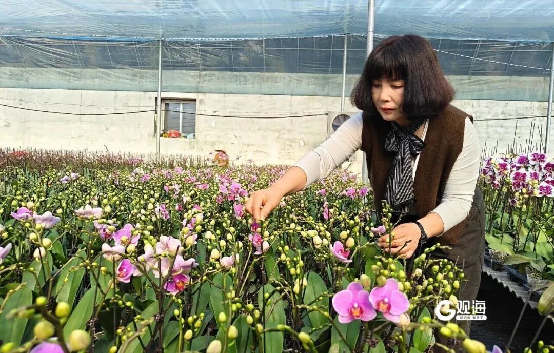 藏不住了！青岛这个“顶流”正火爆销售中，预订的人直接把架子包圆了……