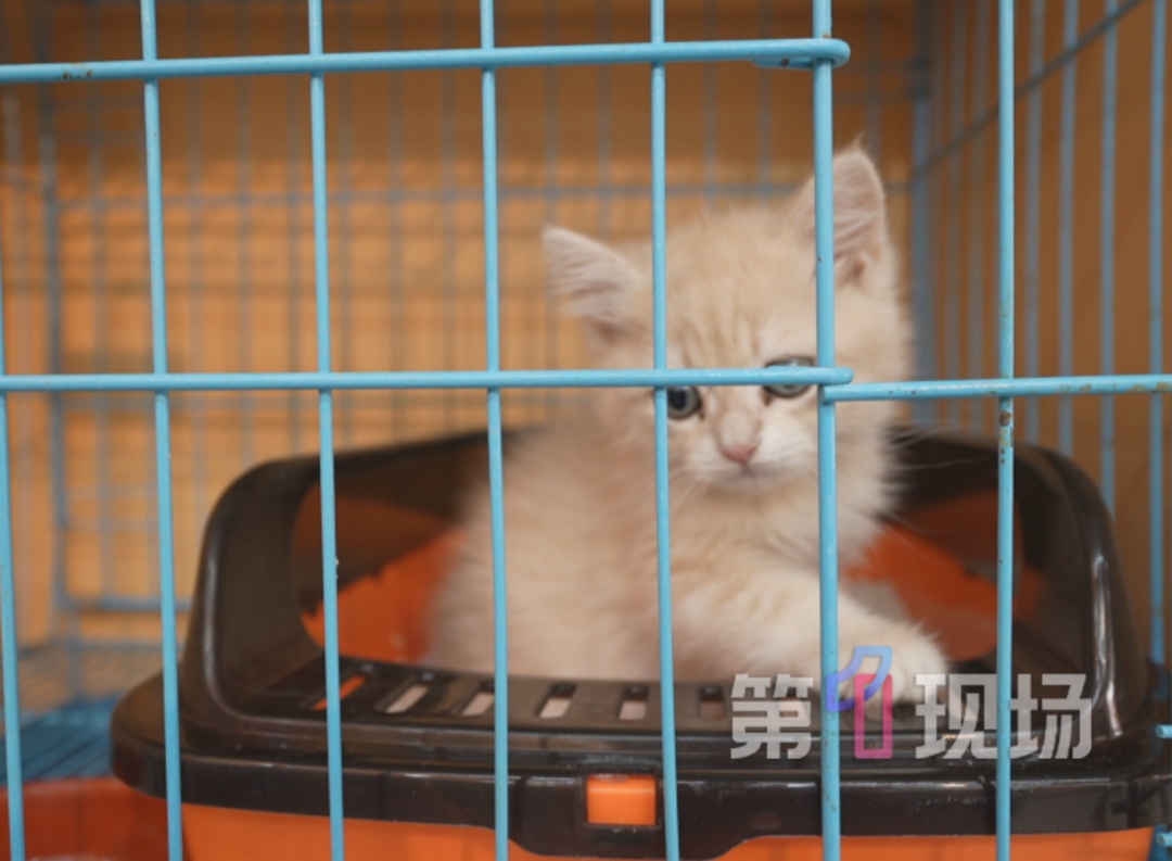 “保质期24小时”的宠物狗，购买7天后患上犬瘟死亡，市监介入调查