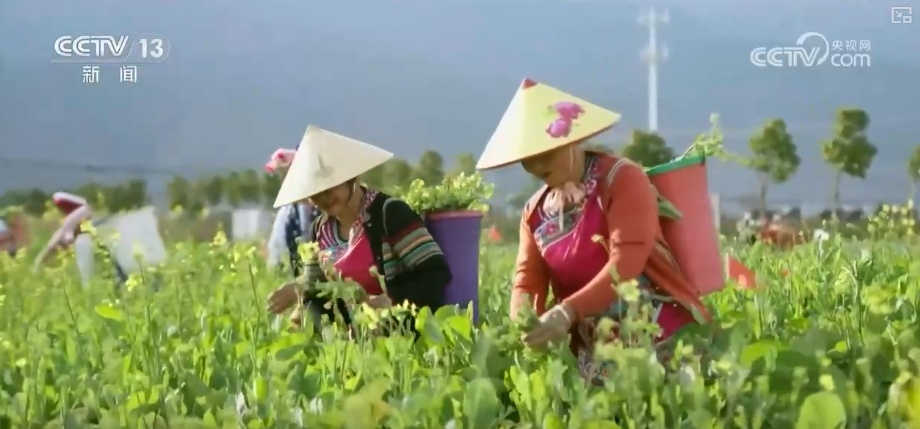 “数字+农业”助推特色农产品“出圈” 精细化服务提质增效让农户得实惠