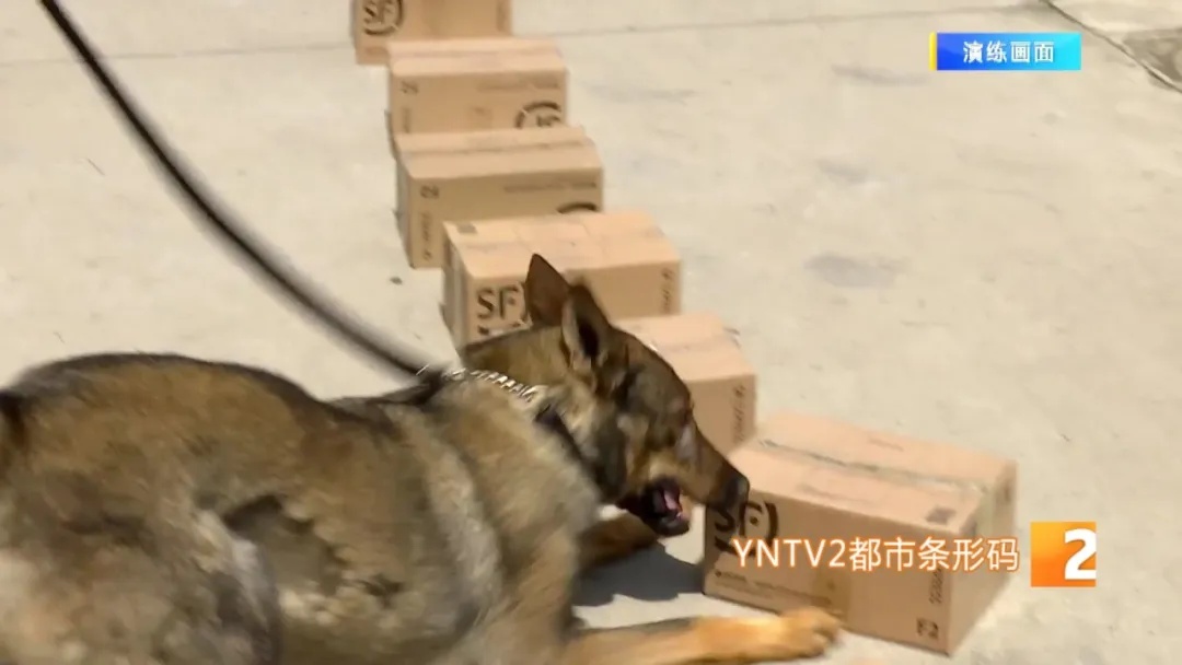 不会说话的特殊“警员”却屡立奇功！它们都来自昆明……