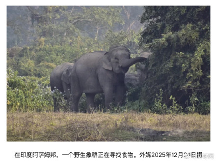 外媒：印度一头大象疑与象群走散后极具攻击性，袭击已致22人死亡，当局正在追捕