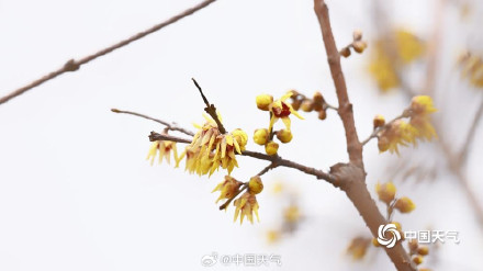 三九赏蜡梅 北京北海公园的蜡梅开了