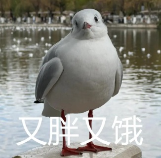 隔壁“海鸥”扎堆！“一脚油门”到襄阳，为啥它们不来咱这儿？