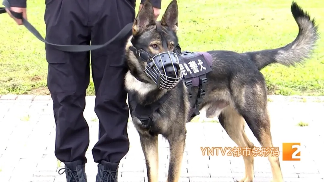 不会说话的特殊“警员”却屡立奇功！它们都来自昆明……