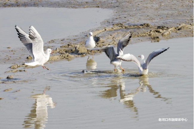隔壁“海鸥”扎堆！“一脚油门”到襄阳，为啥它们不来咱这儿？