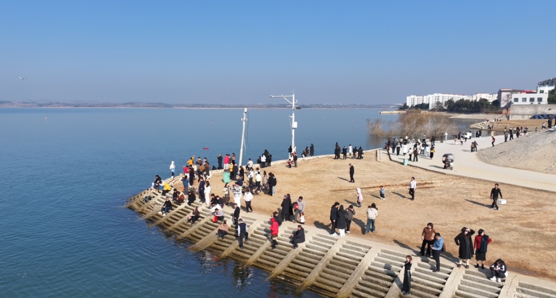 隔壁“海鸥”扎堆！“一脚油门”到襄阳，为啥它们不来咱这儿？