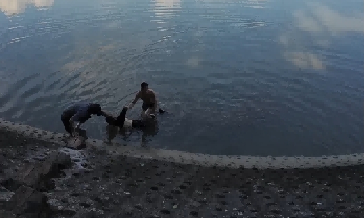 “救人命比什么都重要”！71岁大爷冬日跳河救人