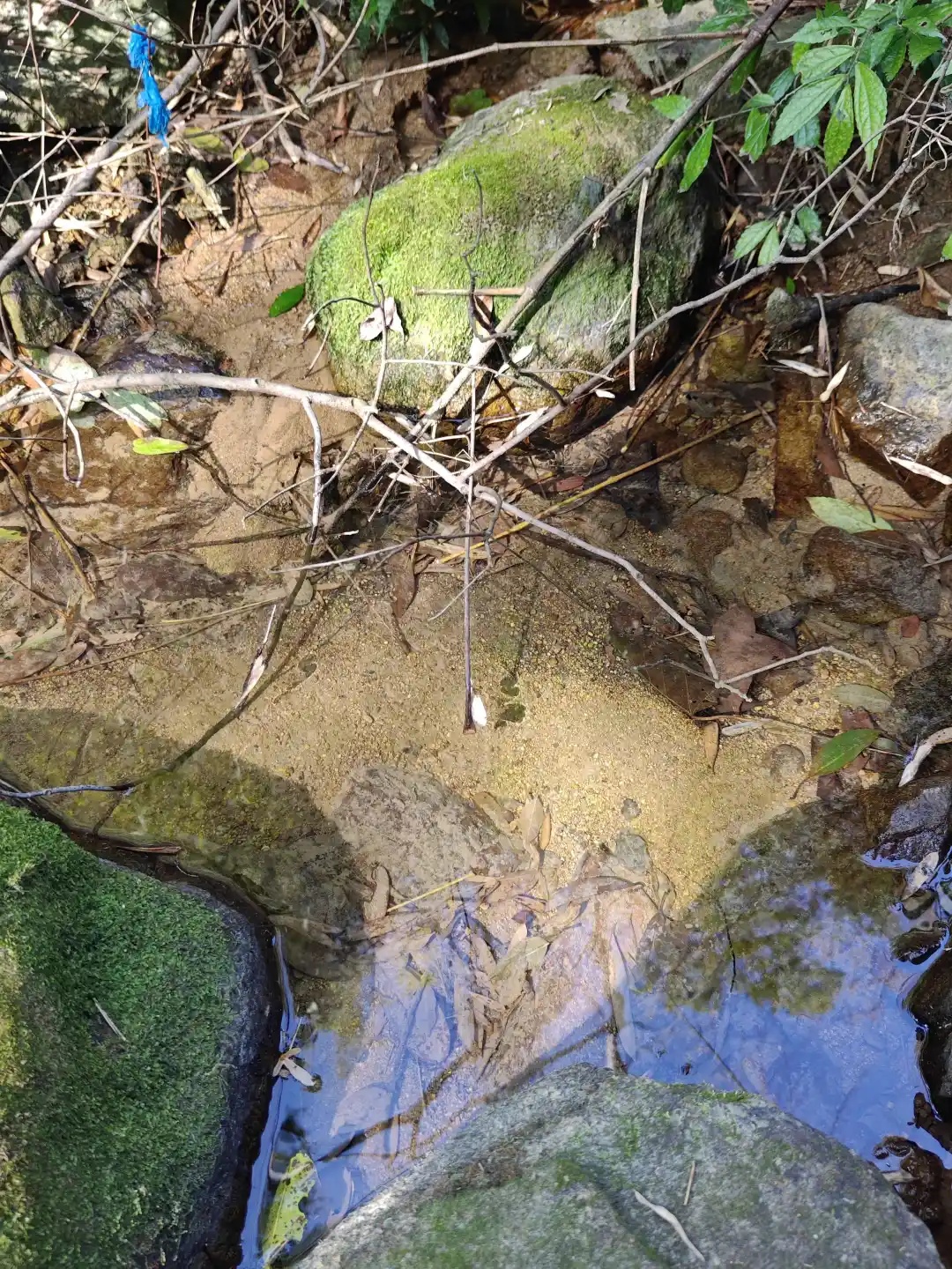 天没亮就来了！台州一处山泉水爆火，上海宁波赶来排队也要接，村干部：可避开高峰期