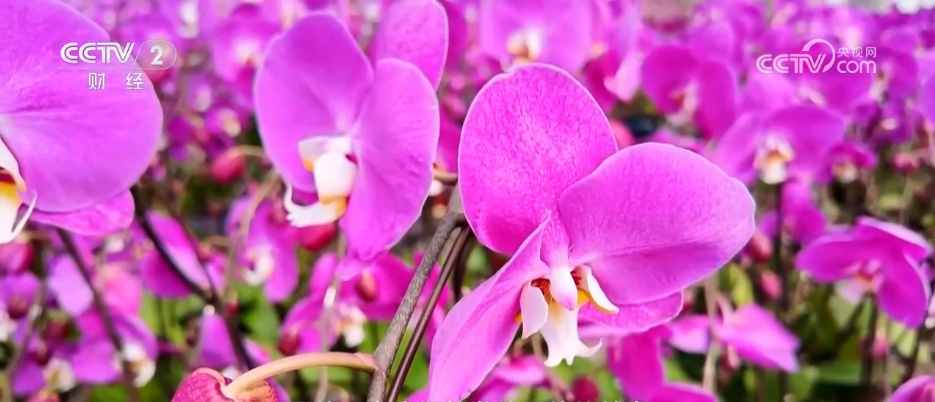 市集“新花样”丰富节前市场 “年经济”活力迸发拉满节日氛围感