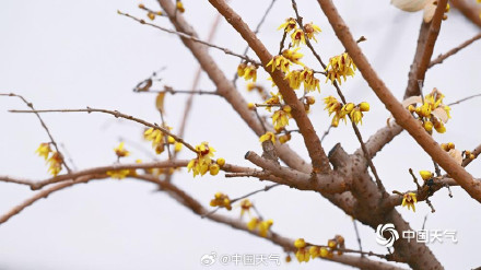 三九赏蜡梅 北京北海公园的蜡梅开了