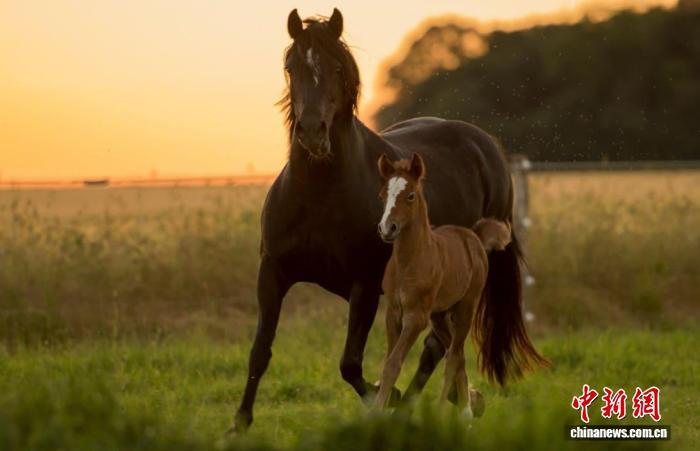 马的亲子关系有何影响？国际最新研究揭示助力发展社交能力