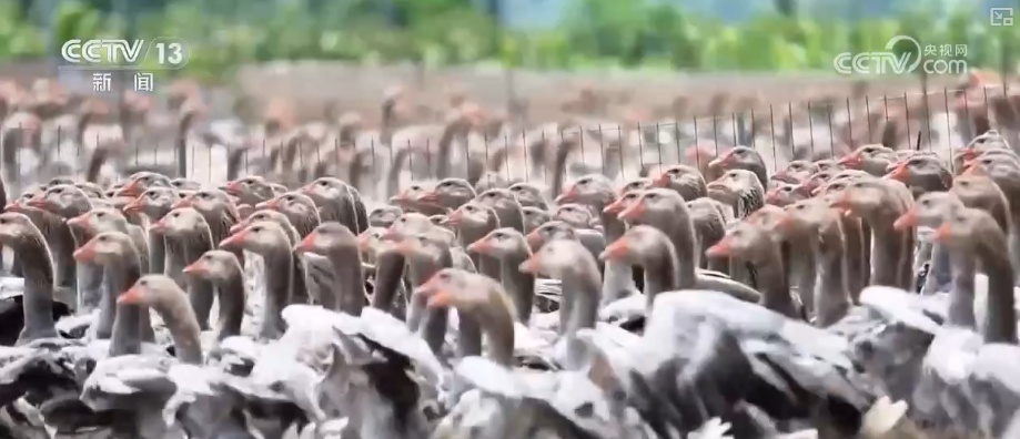 “数字+农业”助推特色农产品“出圈” 精细化服务提质增效让农户得实惠