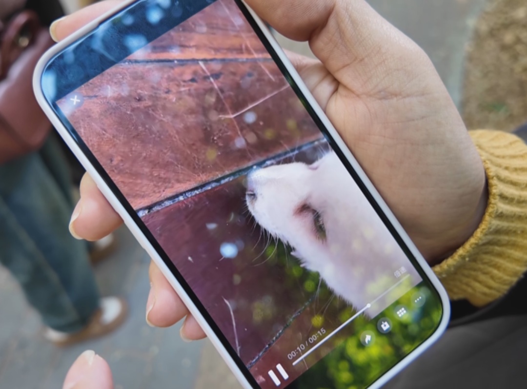 “保质期24小时”的宠物狗，购买7天后患上犬瘟死亡，市监介入调查