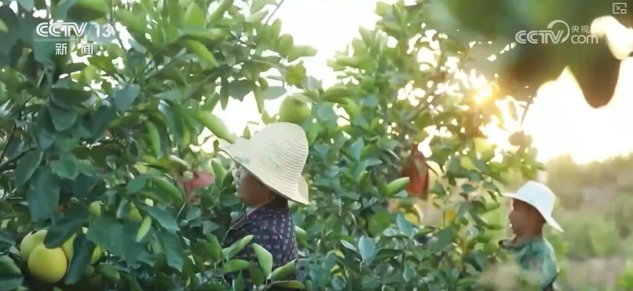 “数字+农业”助推特色农产品“出圈” 精细化服务提质增效让农户得实惠