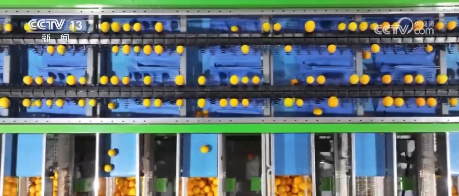 “数字+农业”助推特色农产品“出圈” 精细化服务提质增效让农户得实惠