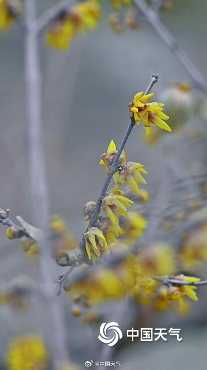 三九赏蜡梅 北京北海公园的蜡梅开了