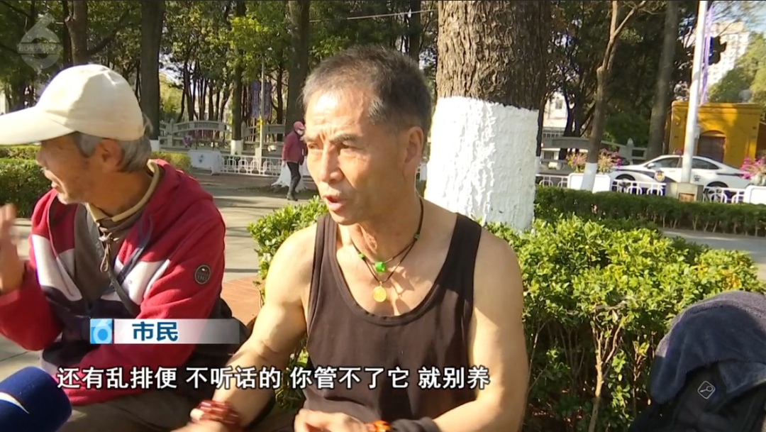 上海警方动真格！已有人被处罚！遛狗不牵绳的注意了