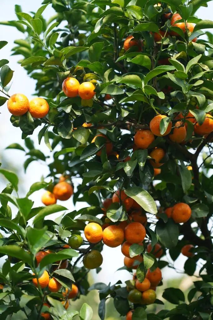 沙糖桔上市,不少人“按箱猛炫”!挑选方法拿走不谢 沙糖桔上市,不少人“按箱猛炫”!挑选方法拿走不谢