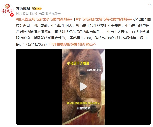 母马病死，出生14天小马闻到墙角的母马尾毛，贴着“妈妈”悄悄流泪