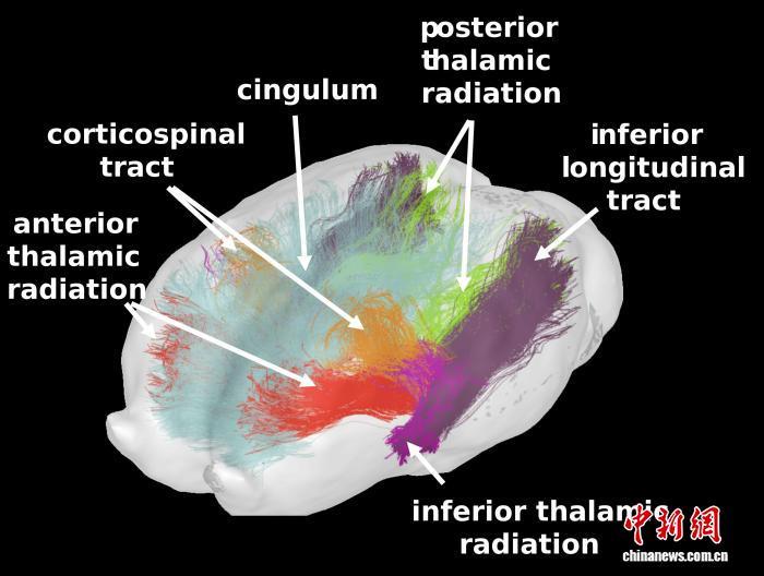 马的亲子关系有何影响？国际最新研究揭示助力发展社交能力