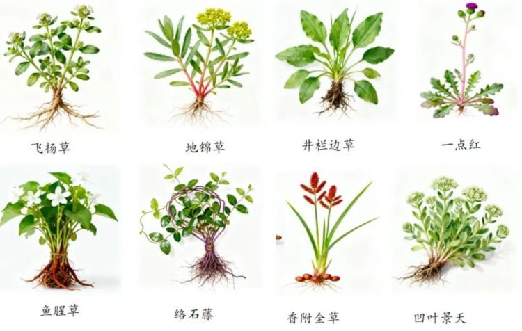 喝了一碗草药汤，泉州7岁男孩被送入ICU抢救！医生提醒