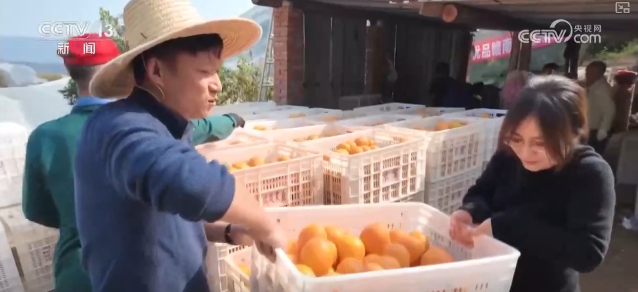 “数字+农业”助推特色农产品“出圈” 精细化服务提质增效让农户得实惠