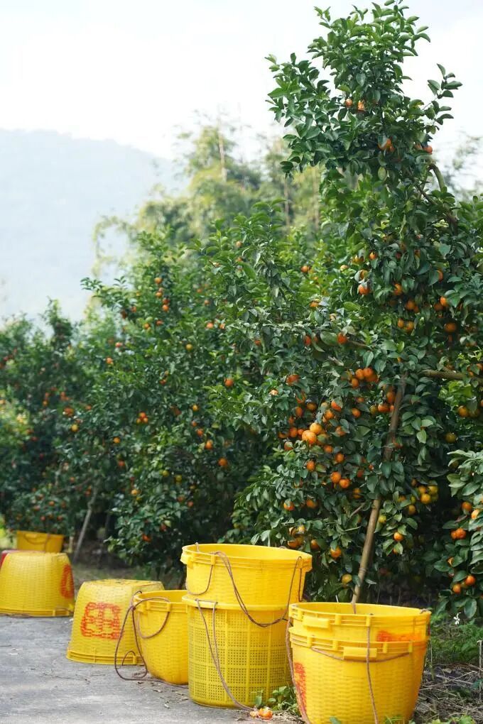 沙糖桔上市,不少人“按箱猛炫”!挑选方法拿走不谢 沙糖桔上市,不少人“按箱猛炫”!挑选方法拿走不谢