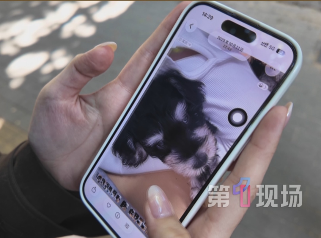 “保质期24小时”的宠物狗，购买7天后患上犬瘟死亡，市监介入调查