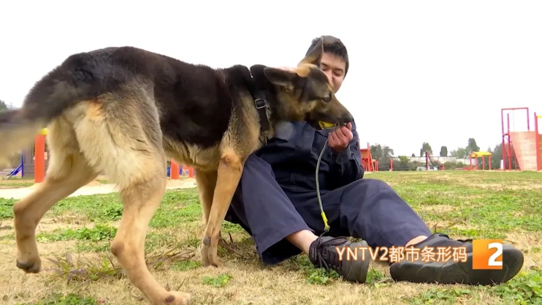 不会说话的特殊“警员”却屡立奇功！它们都来自昆明……