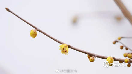 三九赏蜡梅 北京北海公园的蜡梅开了