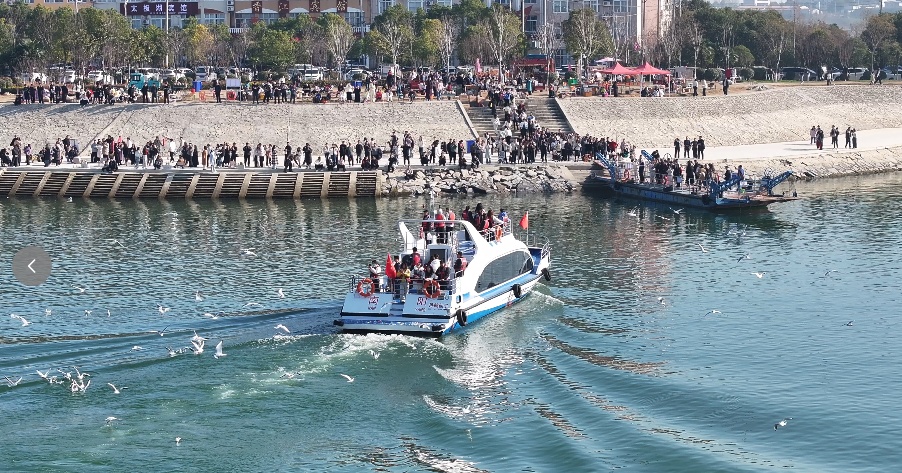 隔壁“海鸥”扎堆！“一脚油门”到襄阳，为啥它们不来咱这儿？