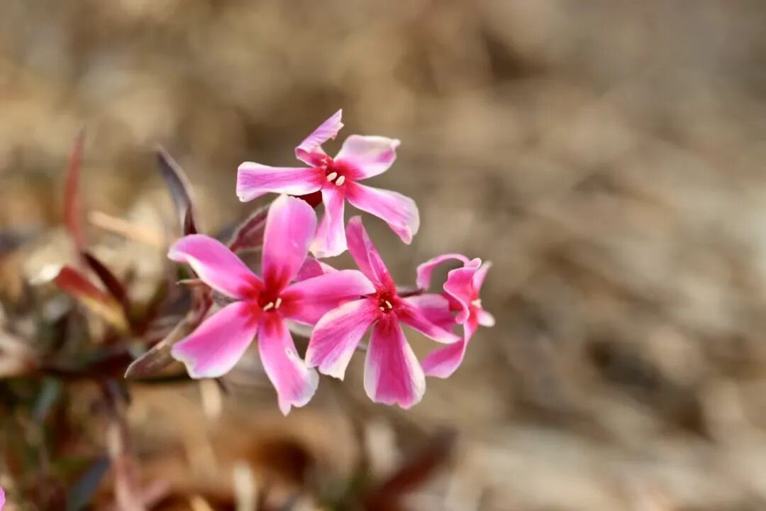 气温飙升！三九天山东17度！但“剧本”马上反转