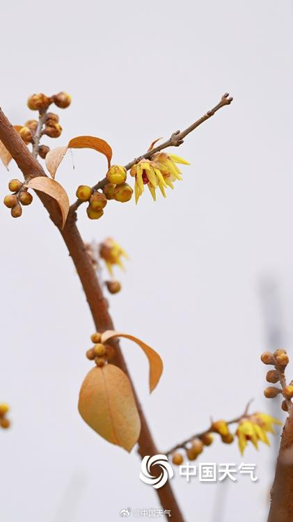 三九赏蜡梅 北京北海公园的蜡梅开了