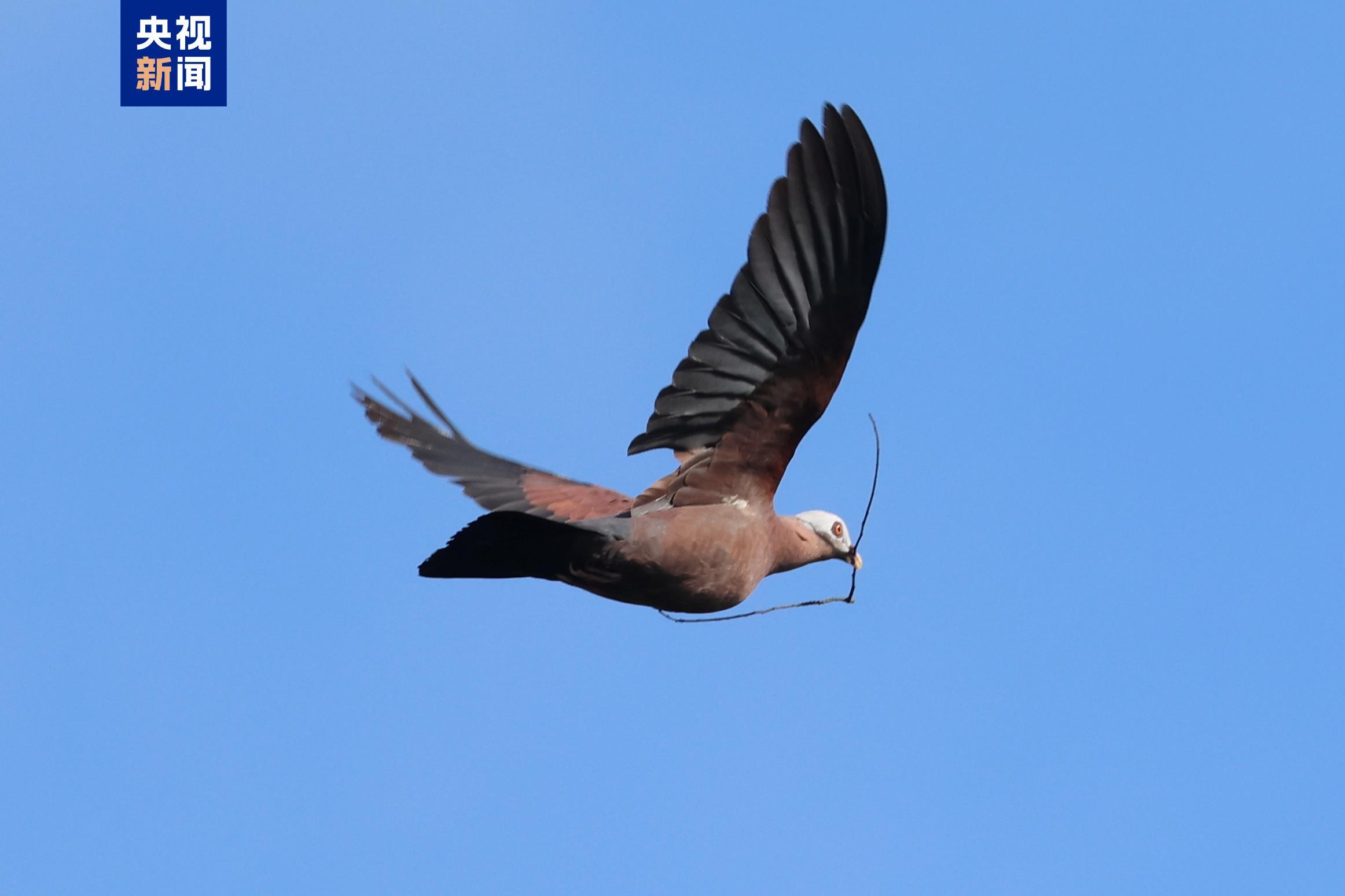 罕见！珍稀鸟类紫林鸽现身海南番加省级自然保护区