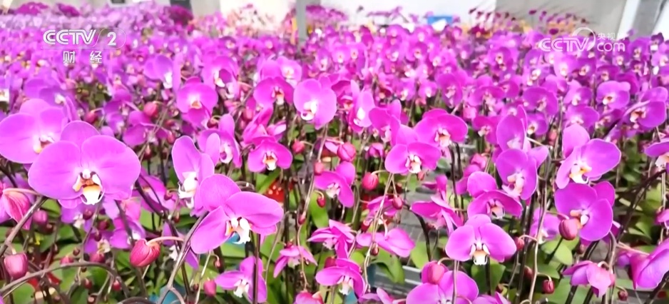 市集“新花样”丰富节前市场 “年经济”活力迸发拉满节日氛围感