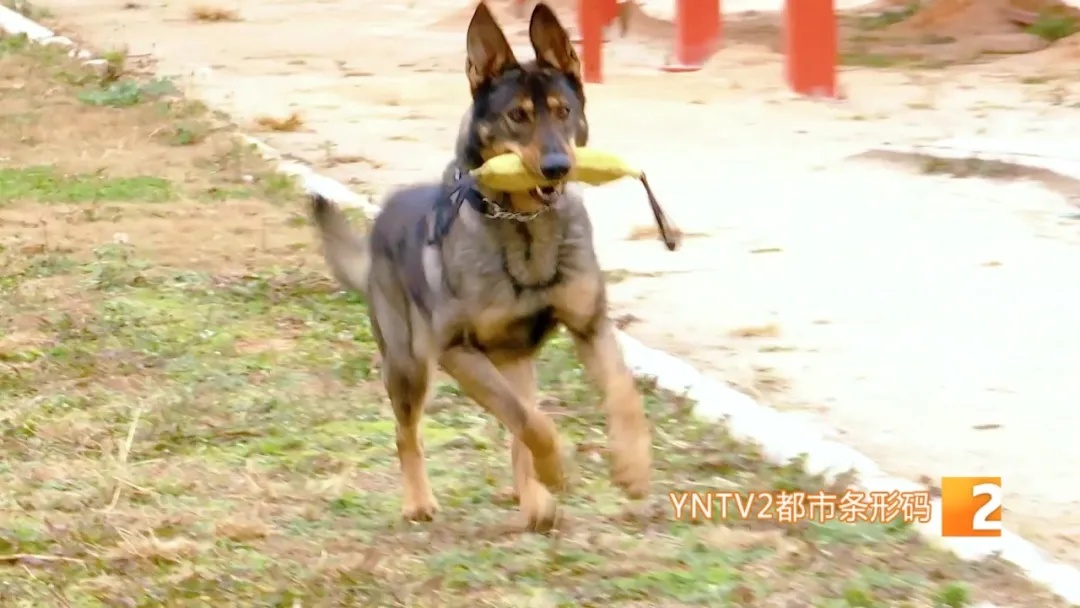 不会说话的特殊“警员”却屡立奇功！它们都来自昆明……