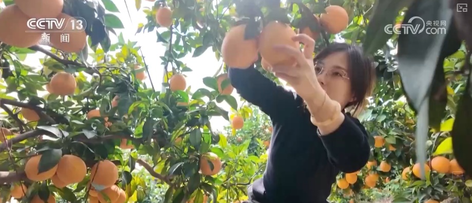 “数字+农业”助推特色农产品“出圈” 精细化服务提质增效让农户得实惠