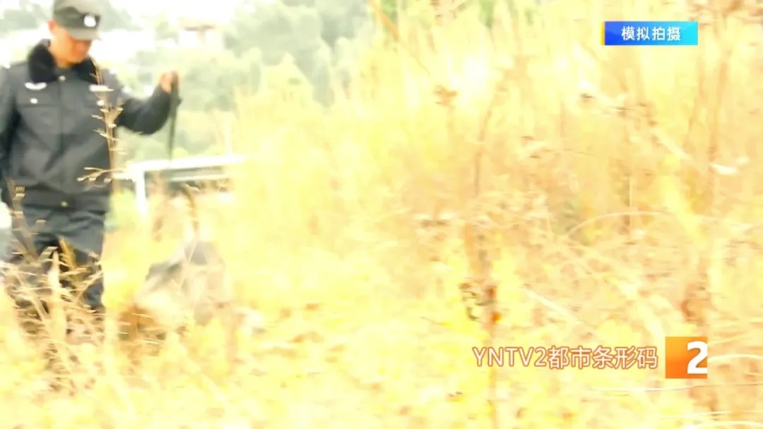 不会说话的特殊“警员”却屡立奇功！它们都来自昆明……