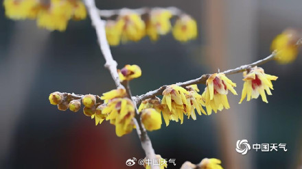 三九赏蜡梅 北京北海公园的蜡梅开了