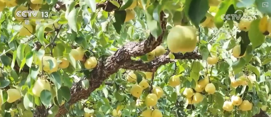 “数字+农业”助推特色农产品“出圈” 精细化服务提质增效让农户得实惠