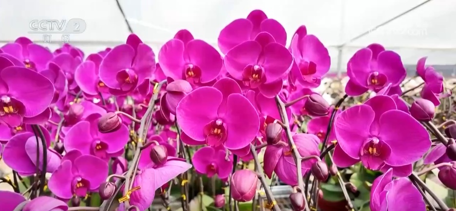 市集“新花样”丰富节前市场 “年经济”活力迸发拉满节日氛围感