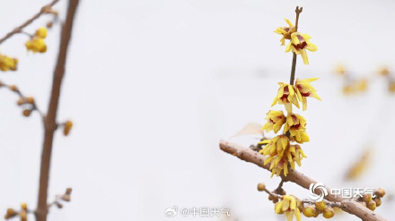 三九赏蜡梅 北京北海公园的蜡梅开了