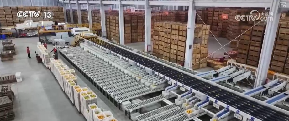 “数字+农业”助推特色农产品“出圈” 精细化服务提质增效让农户得实惠