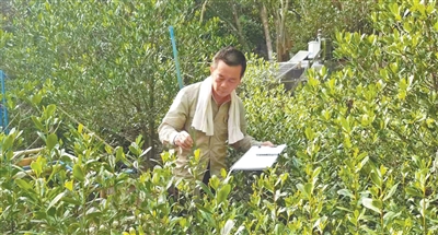 从仅剩14株到1.6万株！他历经十几年探索拯救了“红树大熊猫”