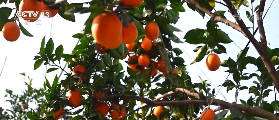 “数字+农业”助推特色农产品“出圈” 精细化服务提质增效让农户得实惠