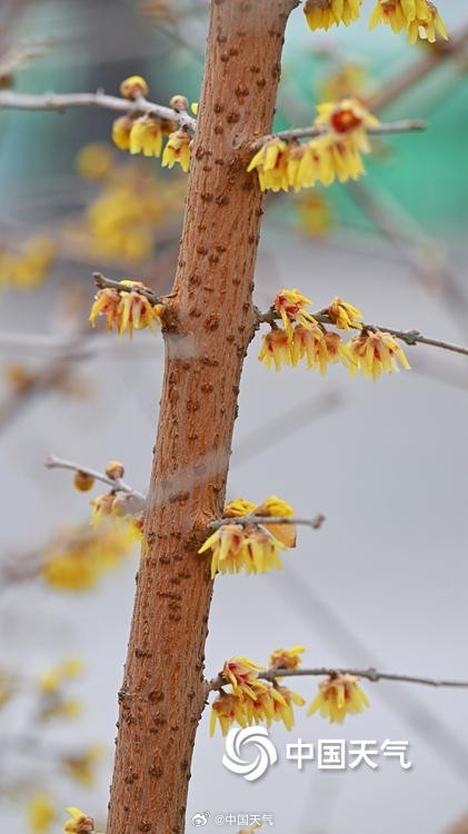 三九赏蜡梅 北京北海公园的蜡梅开了