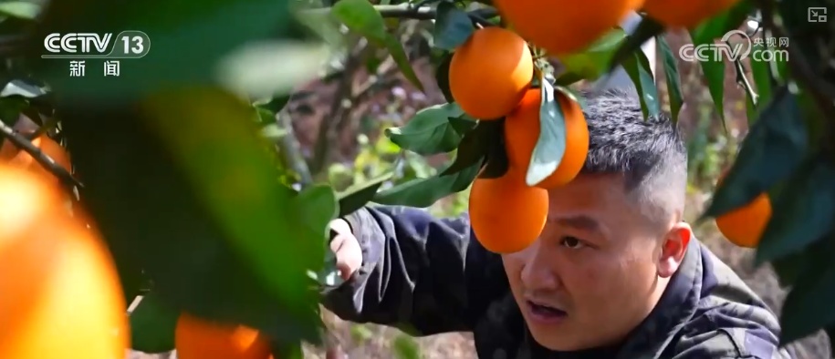 “数字+农业”助推特色农产品“出圈” 精细化服务提质增效让农户得实惠