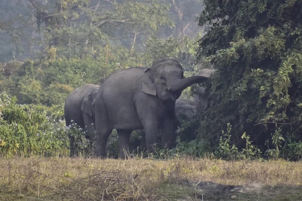 外媒：印度一头大象疑与象群走散后极具攻击性，袭击已致22人死亡，当局正在追捕