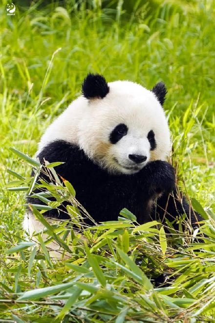 冬天来熊猫基地就这样拍熊猫