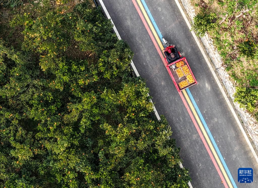 重庆黔江：柑橘迎丰收